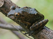leptopelis-millsoni-qurbagasi