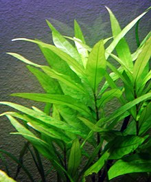 hygrophila-corymbosa-bitki