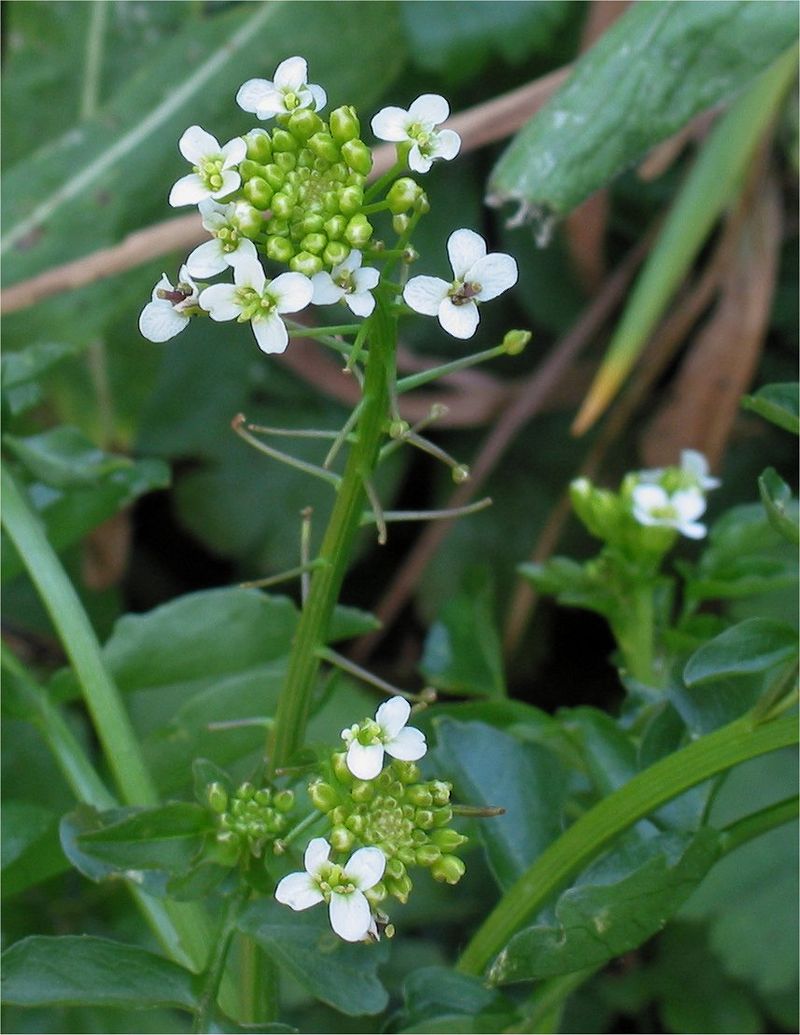 nasturtium-microphyllum