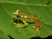 hyperolius-frontalis-qurbagasi