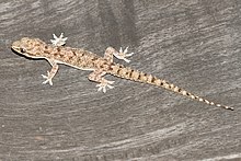 hemidactylus-brookii-kertenkelesi