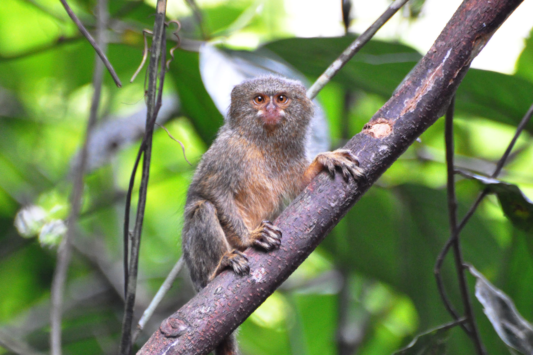 qerb-pigme-marmoseti