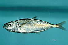 trachurus-lathami