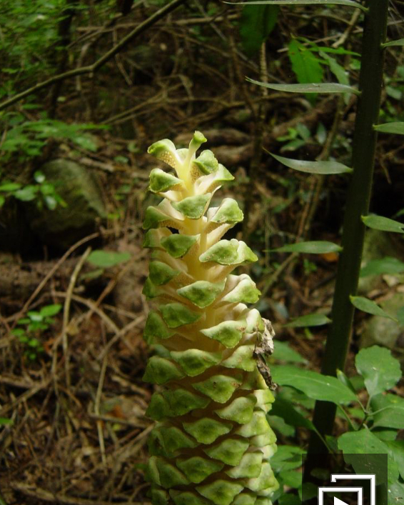 encephalartos-aplanatus