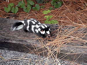 serq-xalli-skunsu