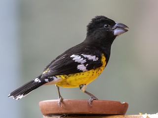 qaraarxali-qalindimdik