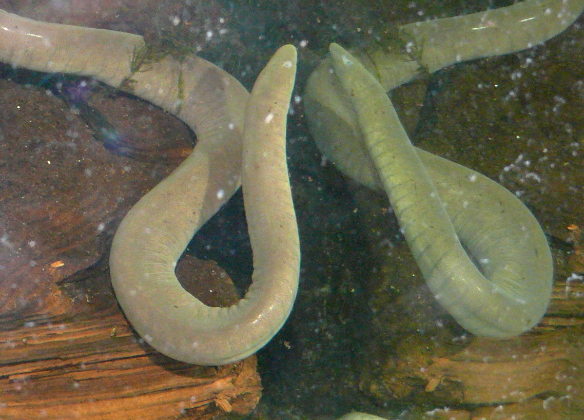 typhlonectes-compressicauda