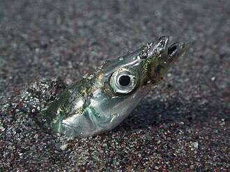 sand-lance