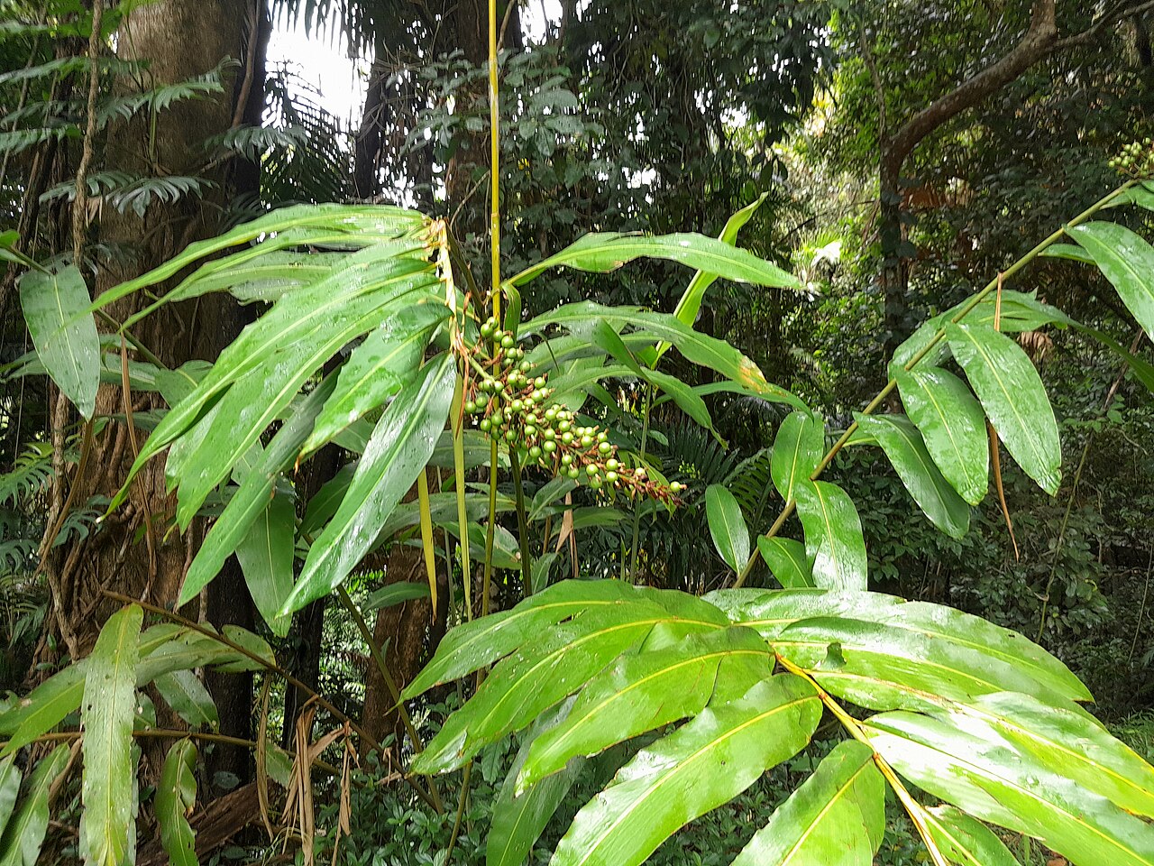 avstraliya-zencefili-alpinia-caerulea