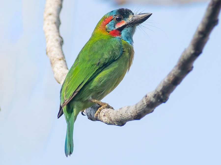 maviqulaq-barbet