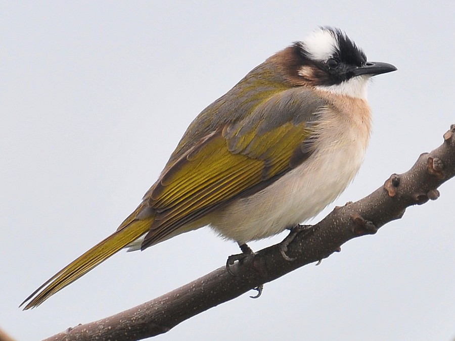 aciq-qarin-bulbul