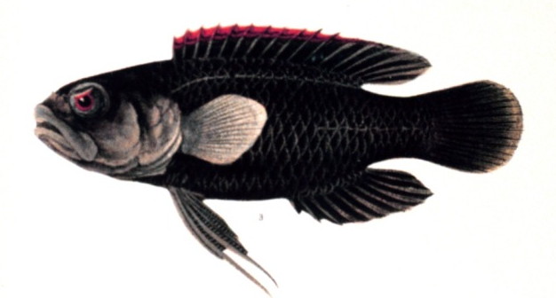 uzunuzgecliler-baligi