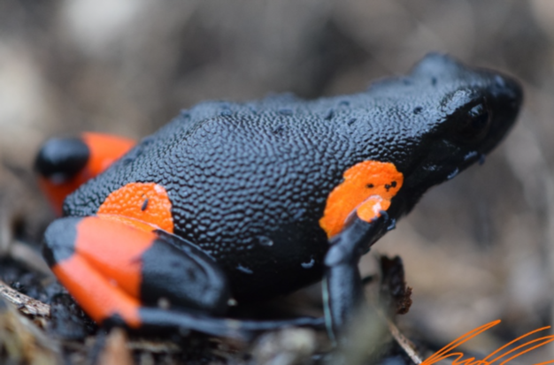 mantella-cowanii-qurbaga-novu
