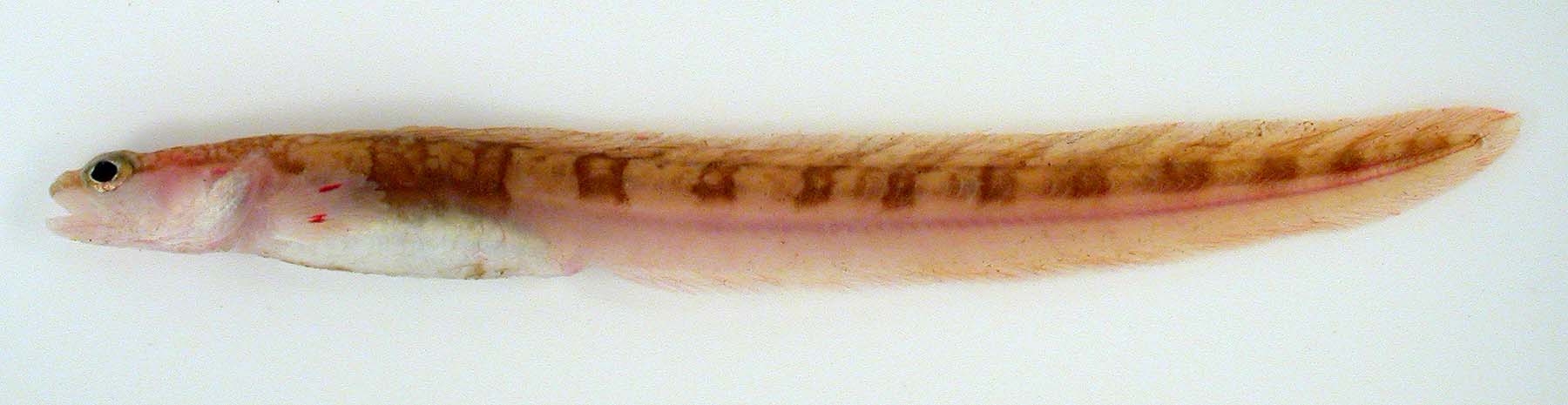 ilanabenzer-baliqlar-eelpouts