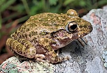 craugastor-tarahumaraensis-qurbagasi