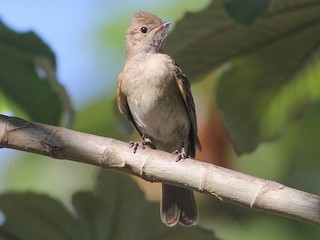 qehveyi-rengli-elaenia