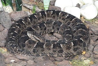 bothrops-neuwiedi-ilani