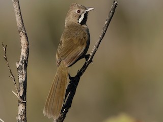 qara-bogazli-qamciquyruq