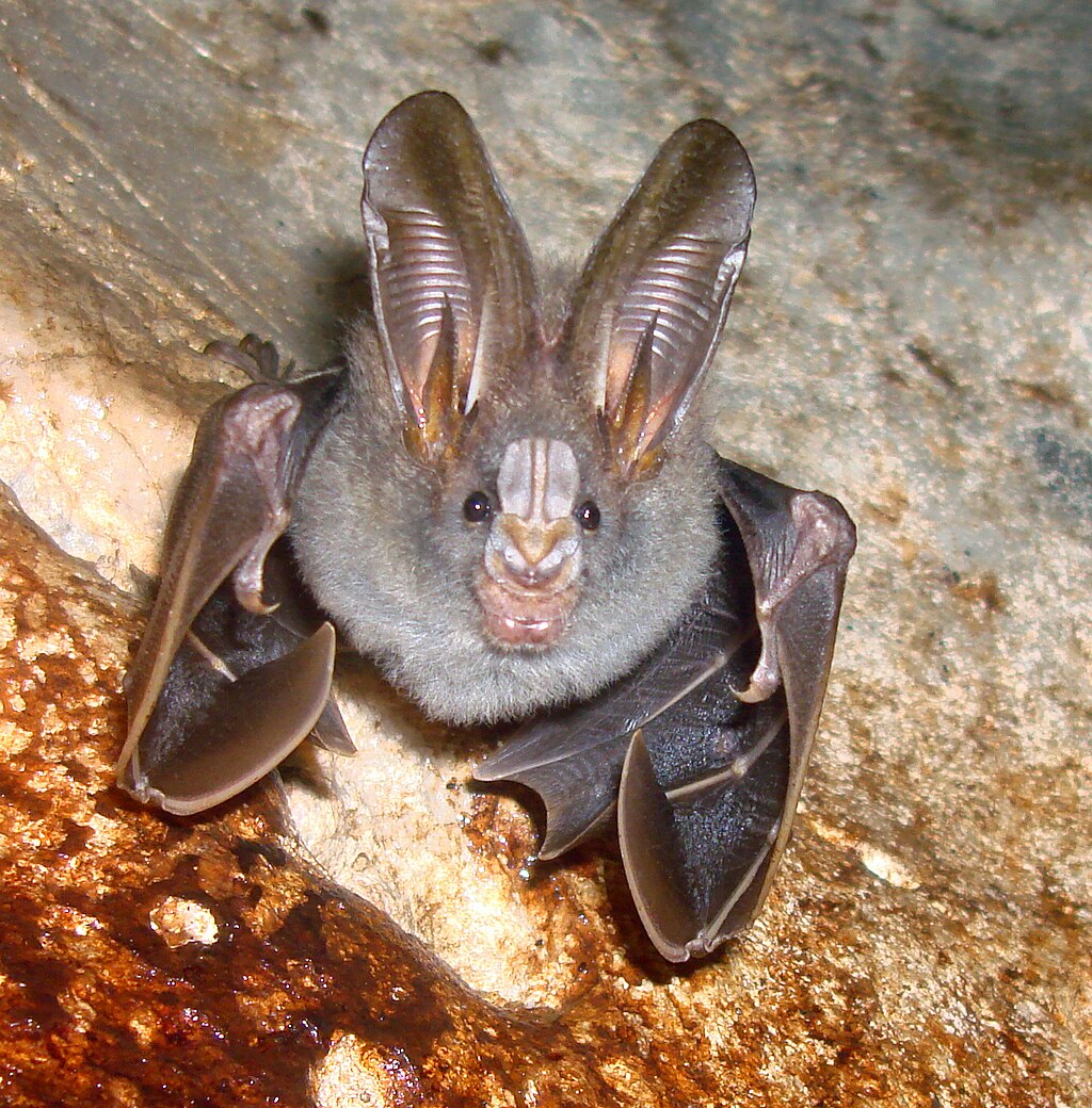 yalanci-vampir-yarasasi