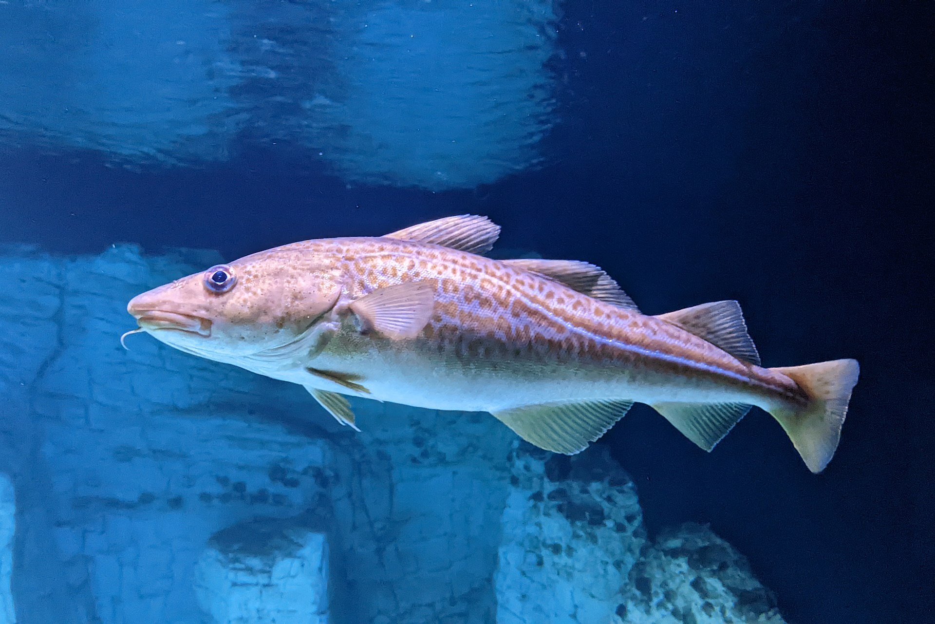 cod-baligi