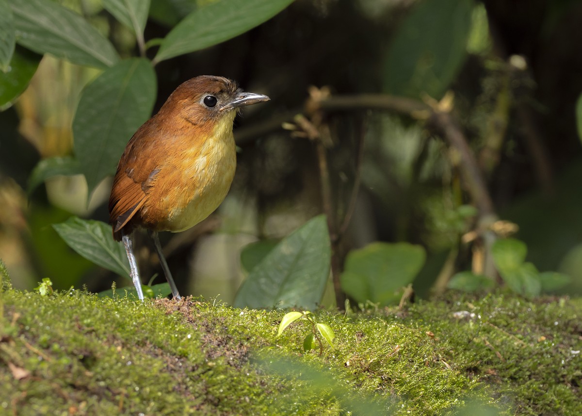 saridos-antpitta
