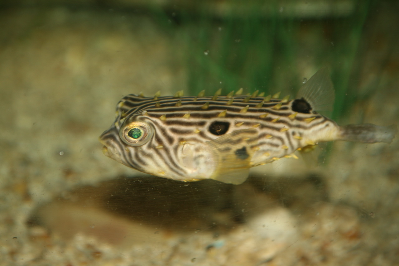 zolaqli-burrfish