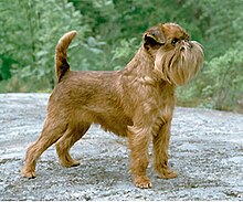 griffon-bruxellois-it-cinsi
