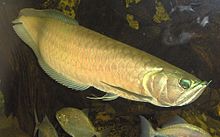 arowana-baliq-novu