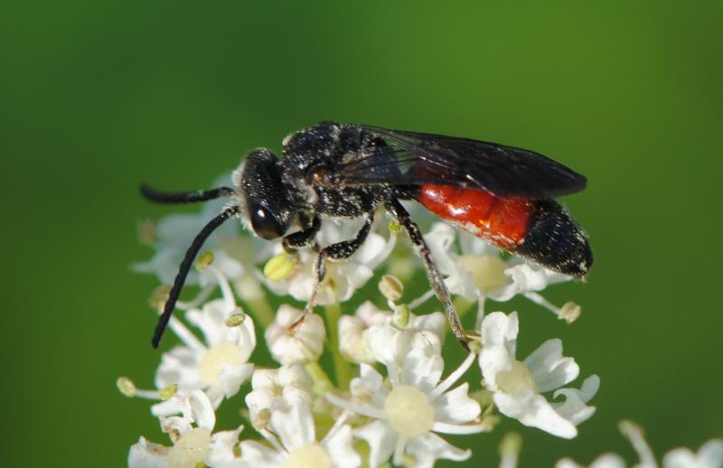 sphecodes