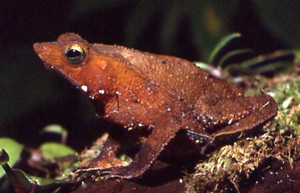 rhinella-proboscidea-qurbagasi
