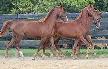 american-saddlebred-at-cinsi