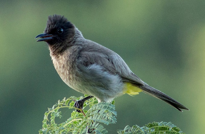 qara-basli-bulbul