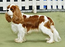 cavalier-king-charles-spanyel-it-cinsi