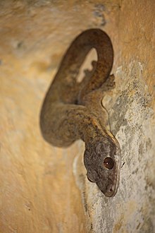 thecadactylus-rapicauda