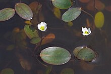 luronium