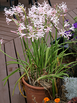 nerine