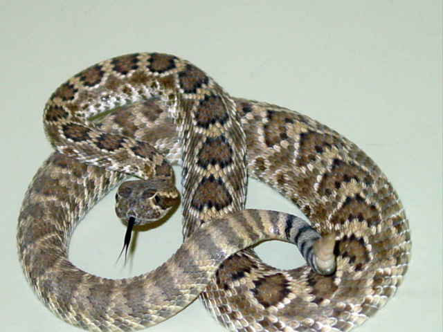 crotalus-scutulatus-ilani