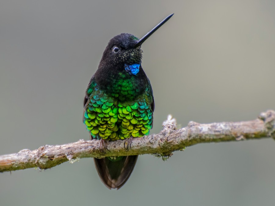 qonur-ulduz-kolibri