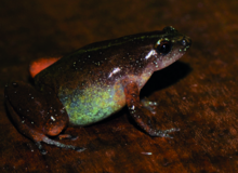chiasmocleis-hudsoni-qurbagasi