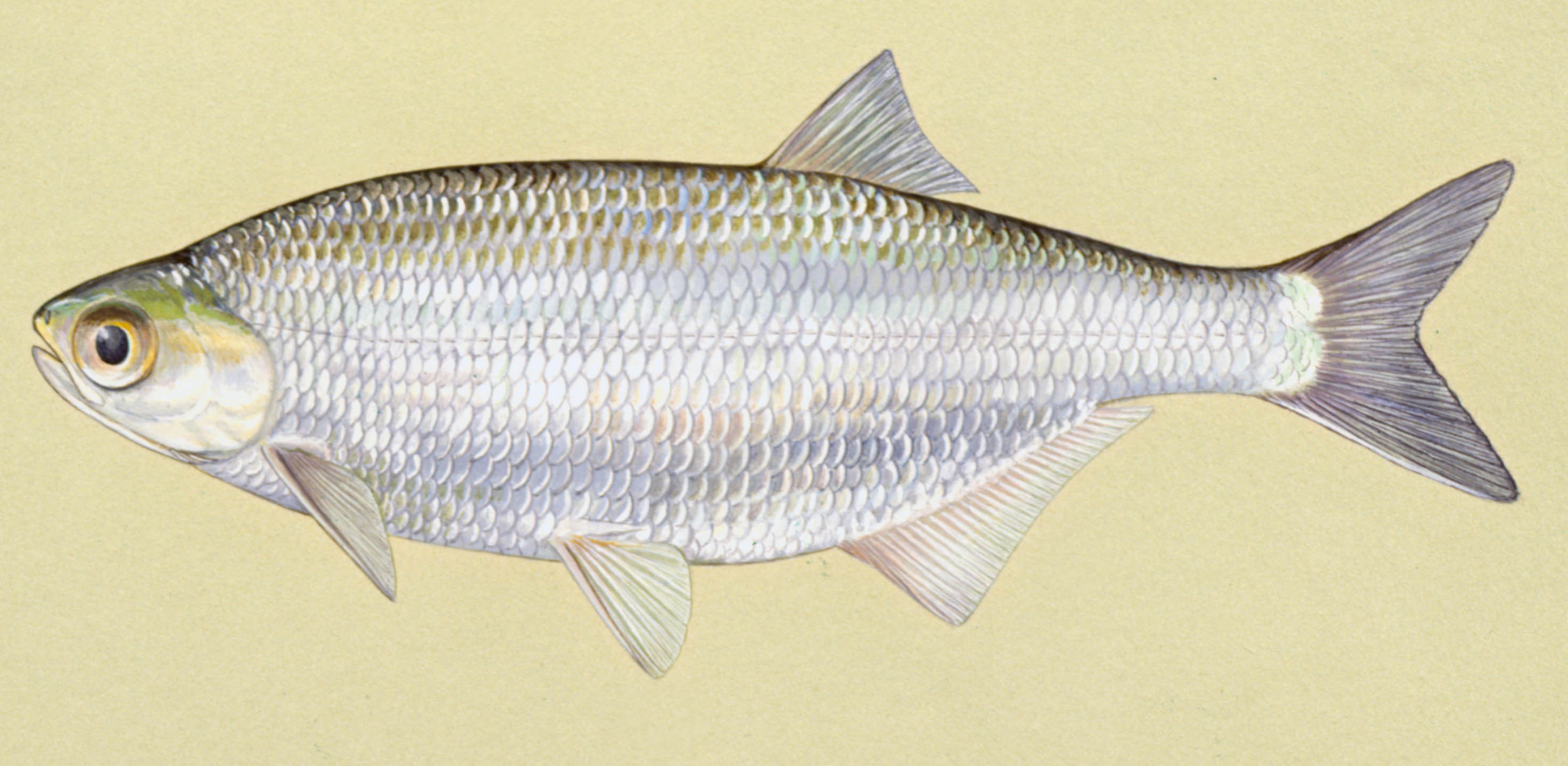hiodontidae-baligi