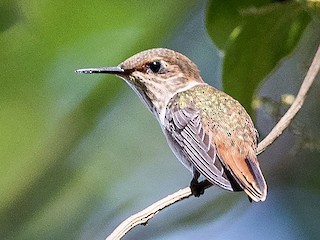 parildayan-bogaz-kolibri