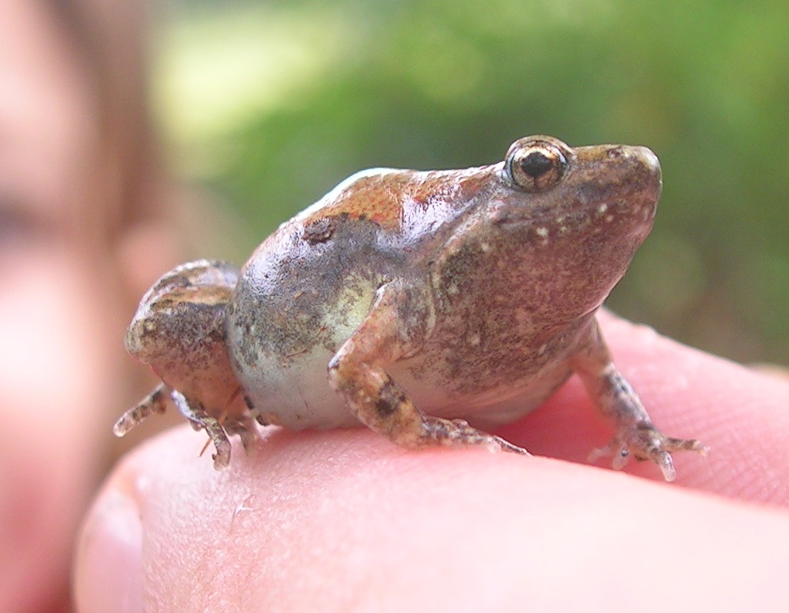 microhyla-ornata-qurbagasi