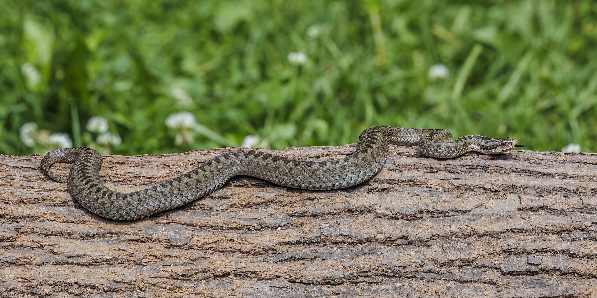 vipera-berus-ilani