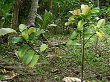 garcinia-pseudoguttifera-agaci
