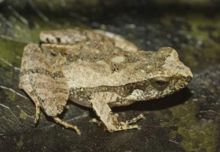 physalaemus-ephippifer-qurbagasi