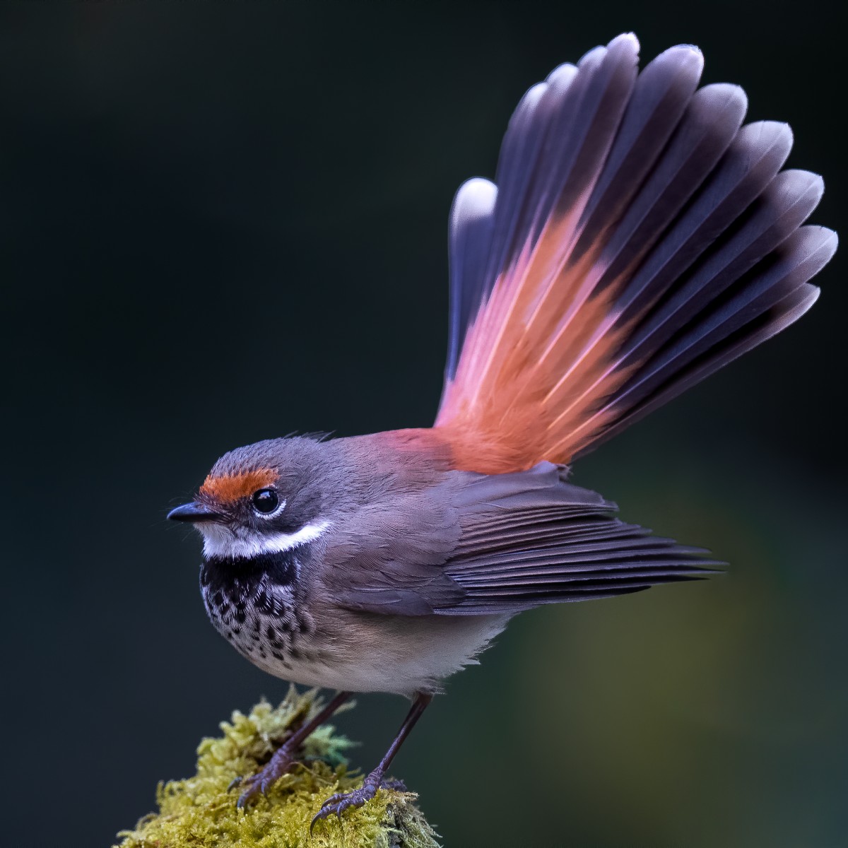 avstraliya-qirmizi-alin-fantail-qusu