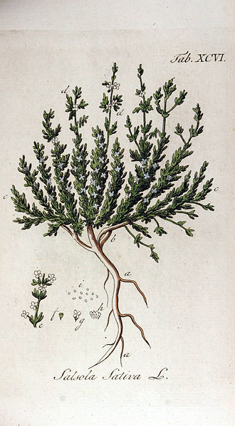 halogeton