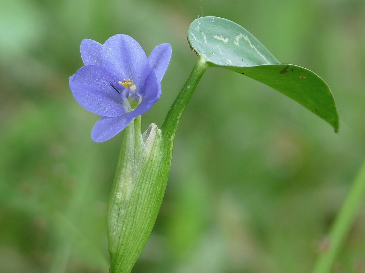 pontederia-vaginalis