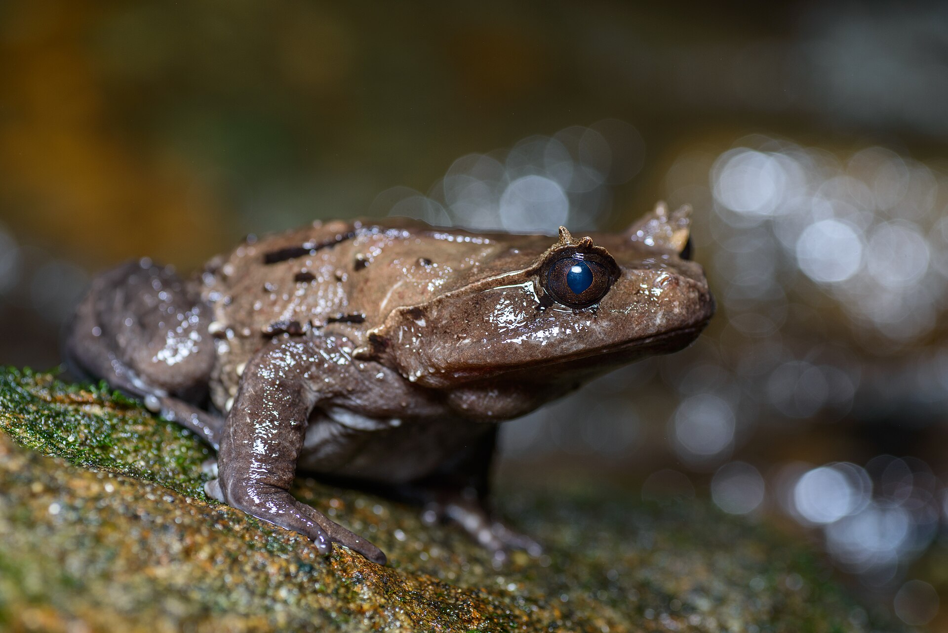 brachytarsophrys-carinense-qurbagasi