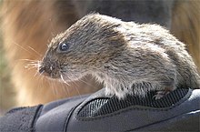 dag-sicovulu